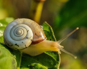 Escargot représentant la lenteur qui est importante pour s'entraîner au piano